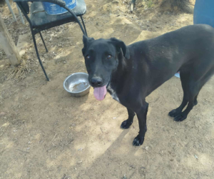 Michelle Zorro Dogsavior Sep25 3