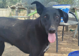Michelle Zorro Dogsavior Sep25 Beitragsbild