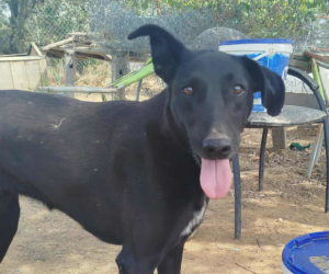 Michelle Zorro Dogsavior Sep25 Beitragsbild