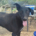Michelle Zorro Dogsavior Sep25 Beitragsbild