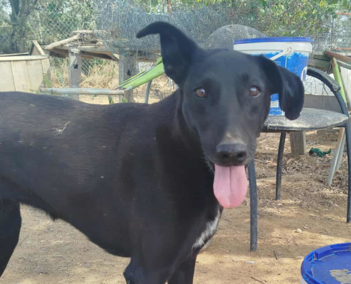 Michelle Zorro Dogsavior Sep25 Beitragsbild