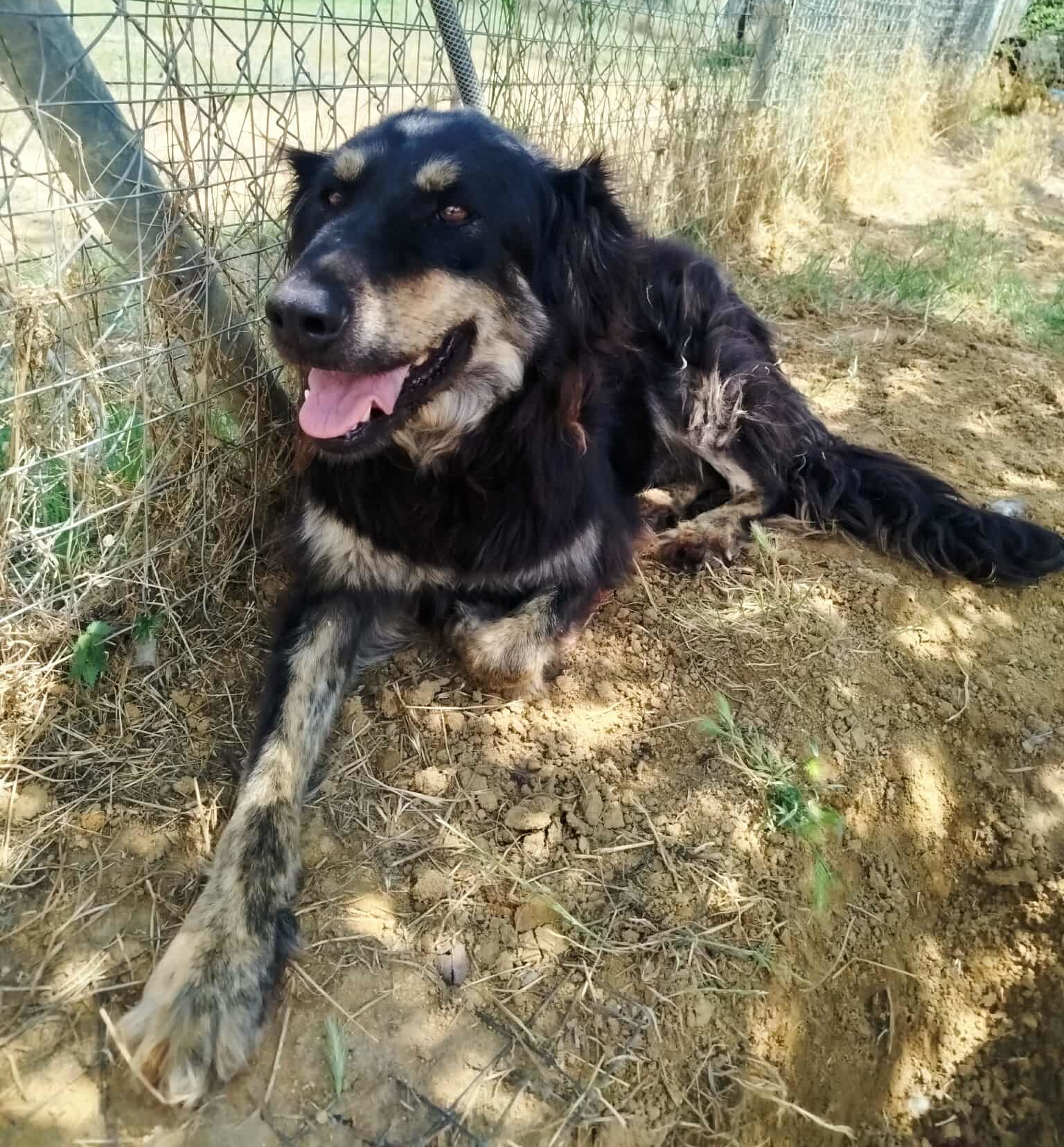 Oktavia Zorro Dogsavior Aug25 1