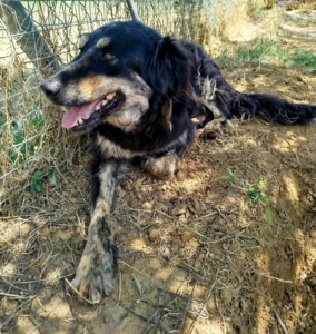 Oktavia Zorro Dogsavior Aug25 2