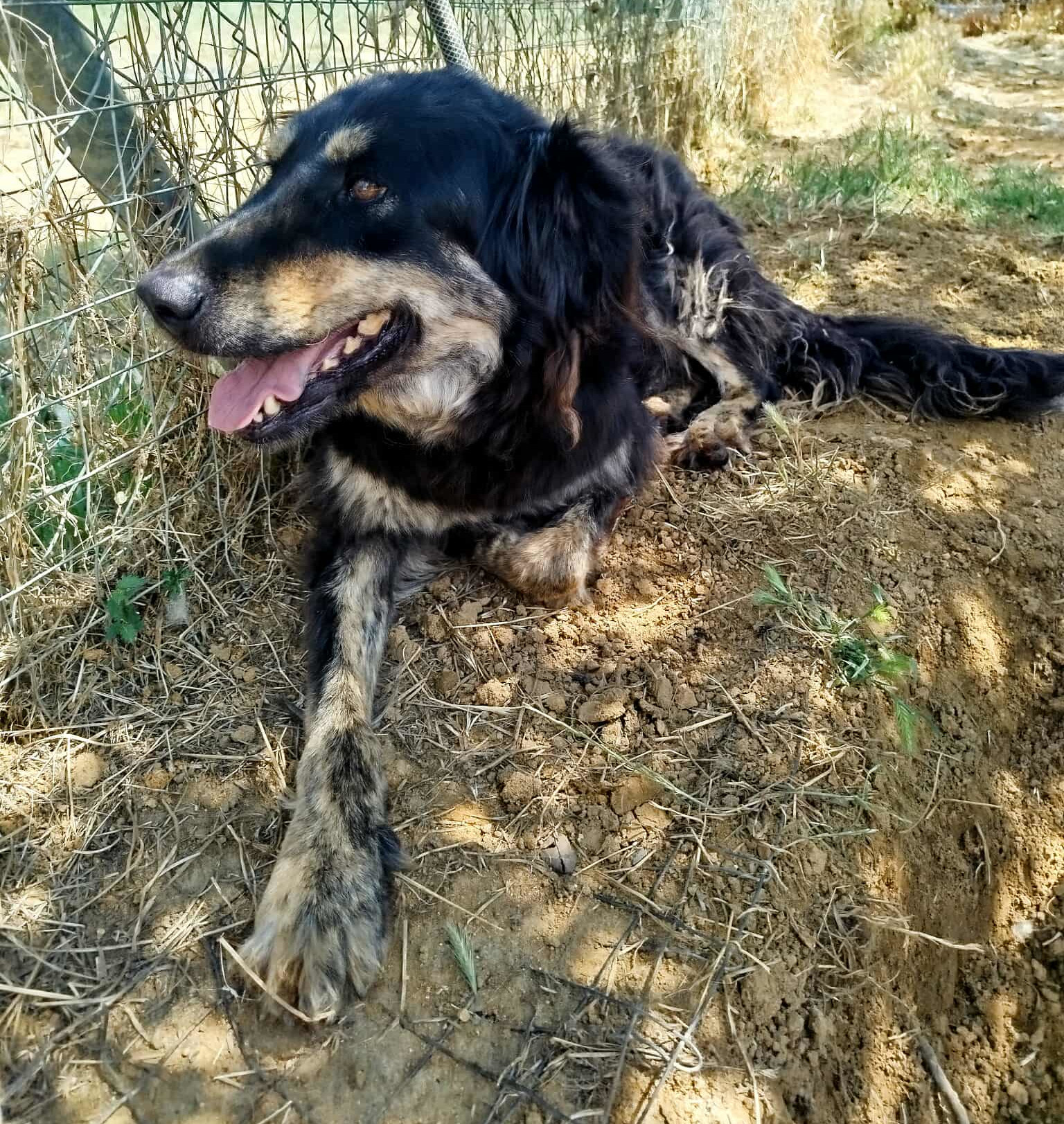 Oktavia Zorro Dogsavior Aug25 2