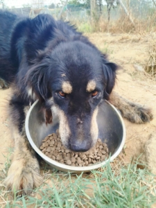 Oktavia Zorro Dogsavior Aug25 3