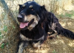 Oktavia Zorro Dogsavior Aug25 Beitragsbild