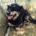 Oktavia Zorro Dogsavior Aug25 Beitragsbild