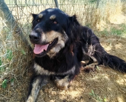 Oktavia Zorro Dogsavior Aug25 Beitragsbild
