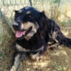 Oktavia Zorro Dogsavior Aug25 Beitragsbild