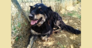 Oktavia Zorro Dogsavior Aug25 Social Media