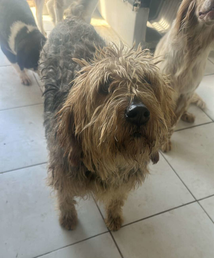 Viva Zorro Dogsavior Mär25 1