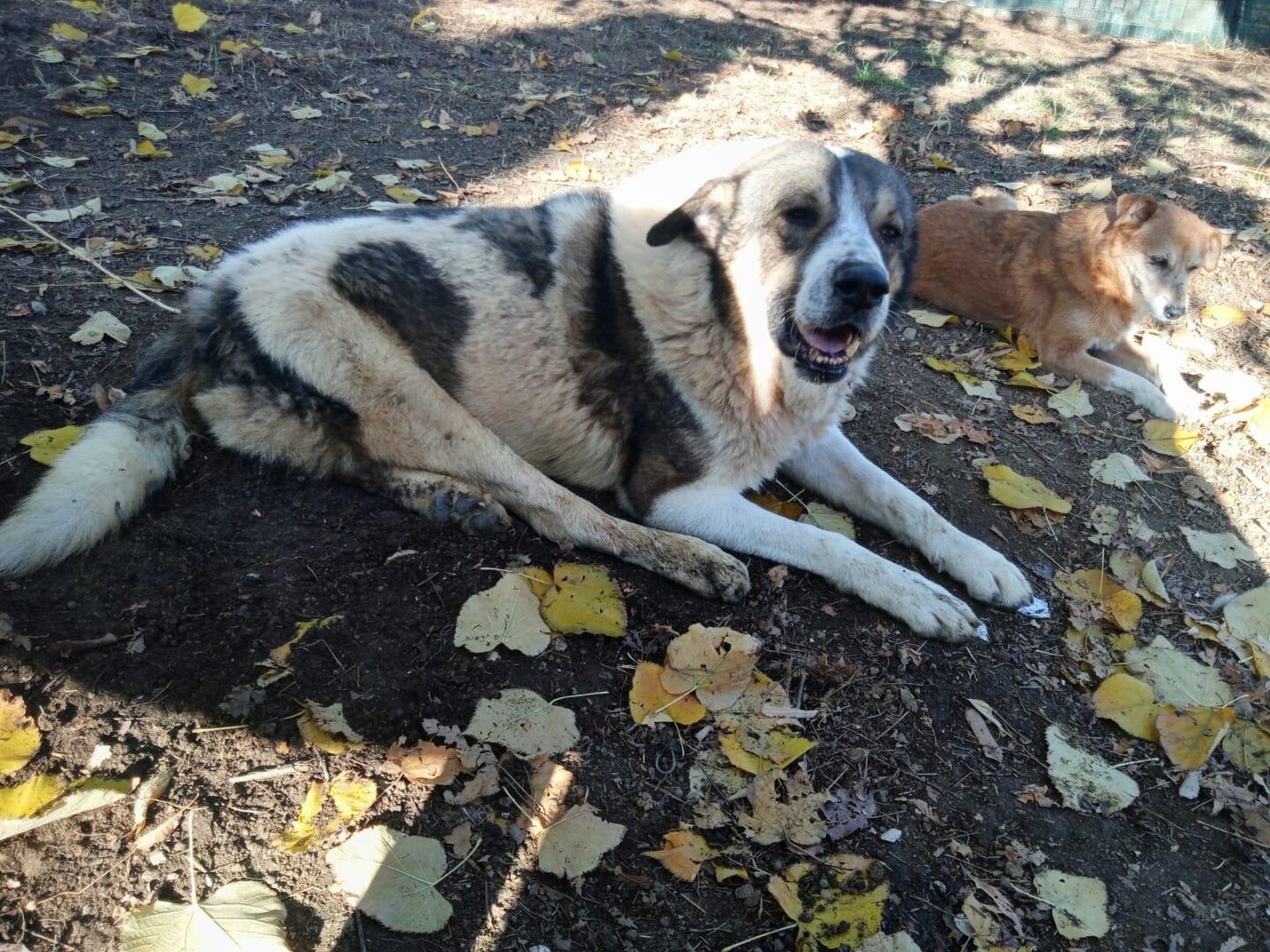 Atlas Zorro Dogsavior Apr25 1