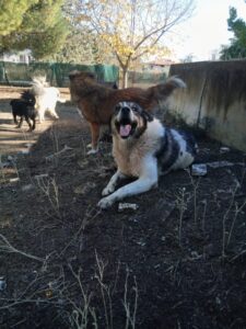 Atlas Zorro Dogsavior Apr25 2