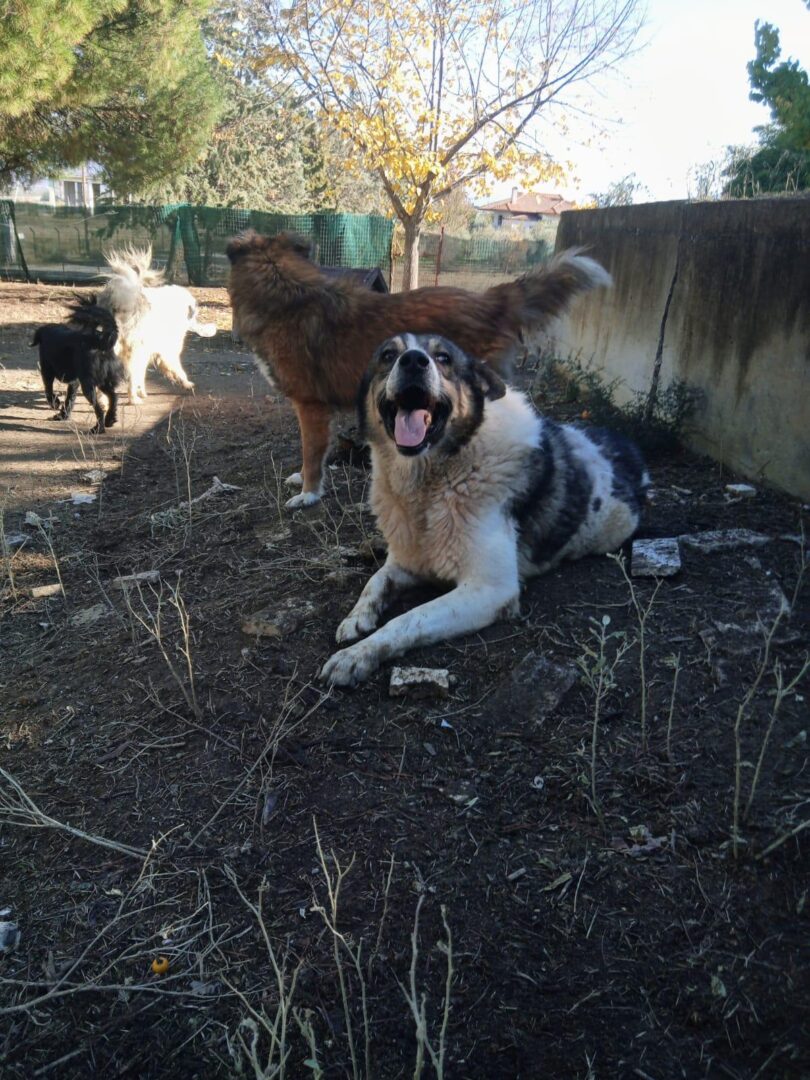 Atlas Zorro Dogsavior Apr25 2