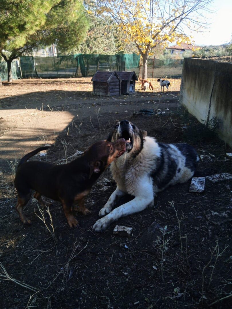 Atlas Zorro Dogsavior Apr25 4