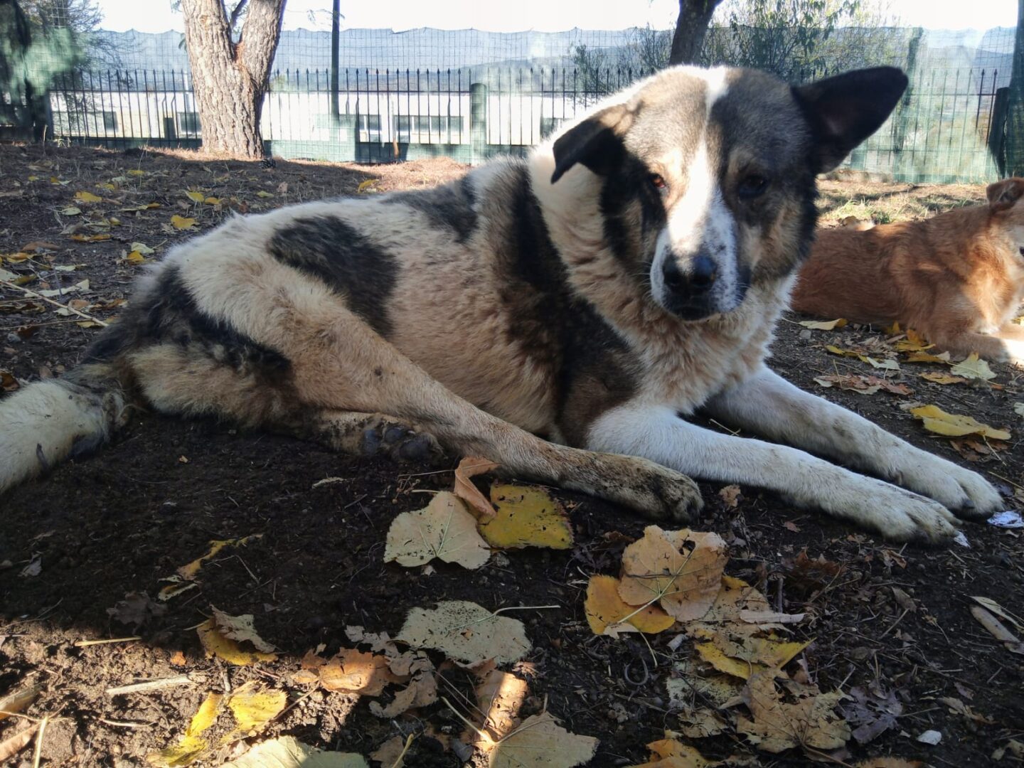 Atlas Zorro Dogsavior Apr25 5