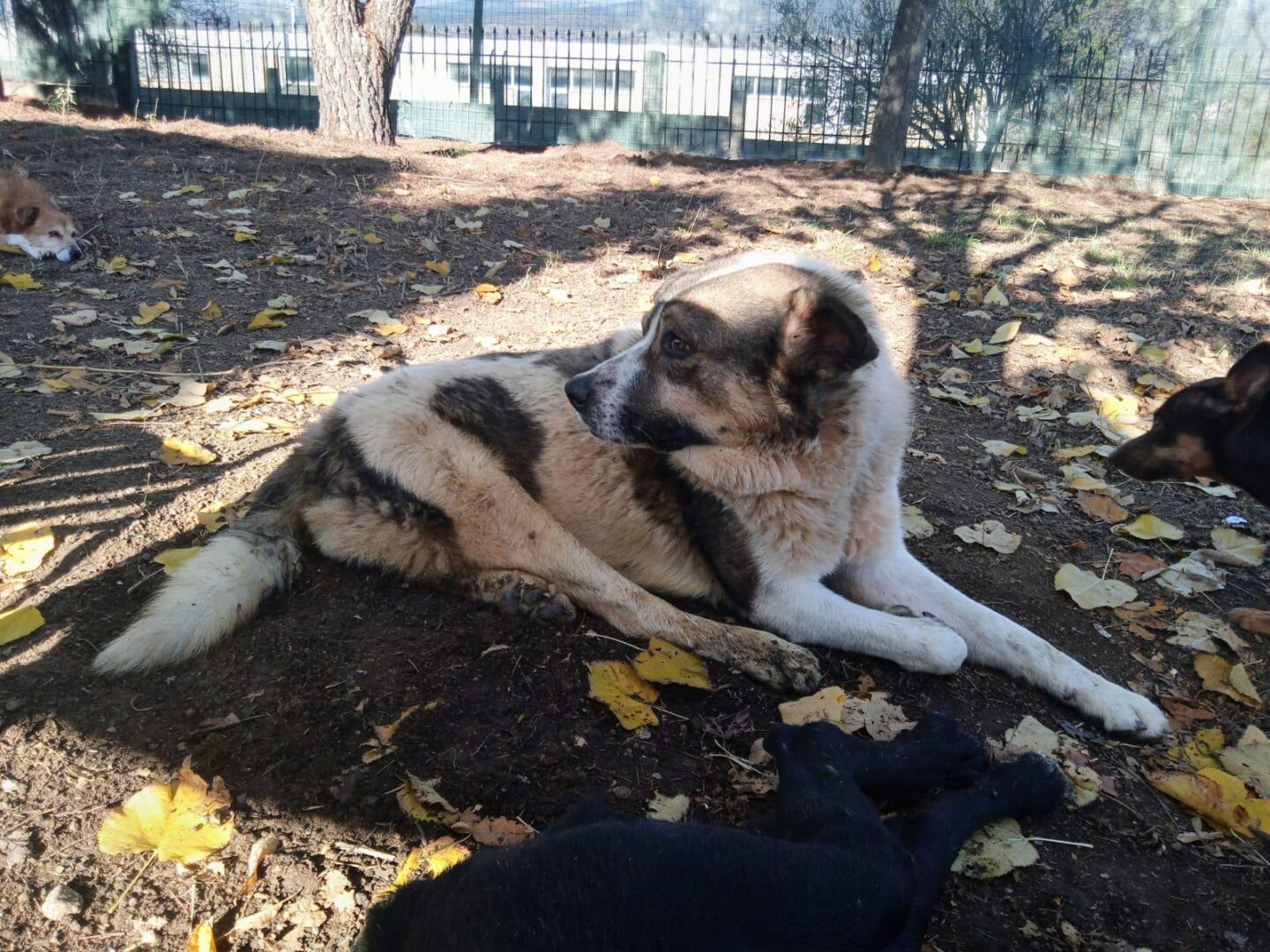 Atlas Zorro Dogsavior Apr25 6