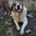 Atlas Zorro Dogsavior Apr25 Beitragsbild