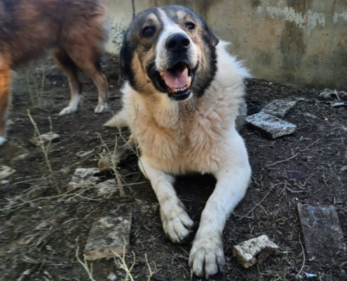 Atlas Zorro Dogsavior Apr25 Beitragsbild