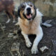 Atlas Zorro Dogsavior Apr25 Beitragsbild