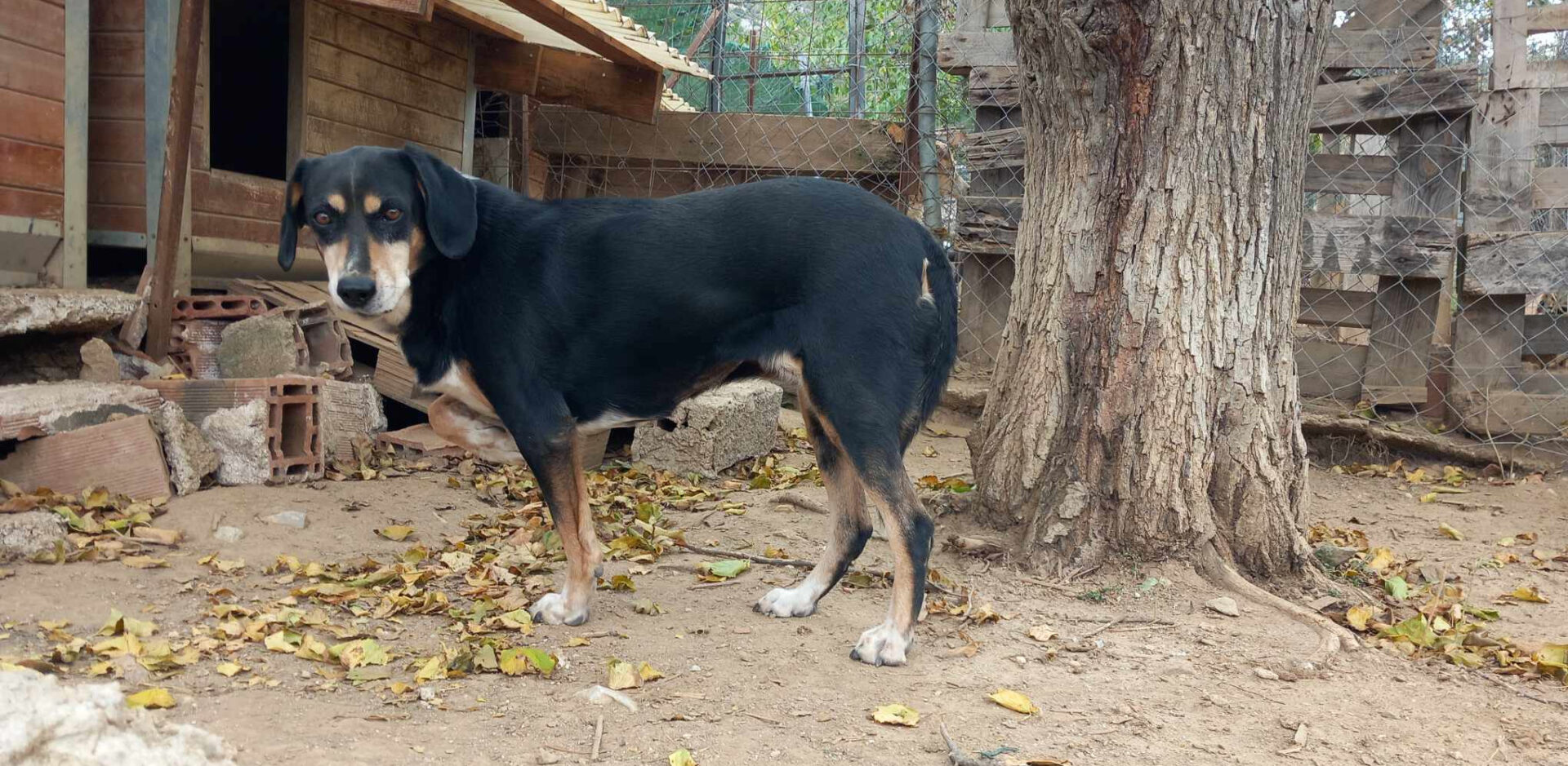 Elpida Zorro Dogsavior Dez24 1