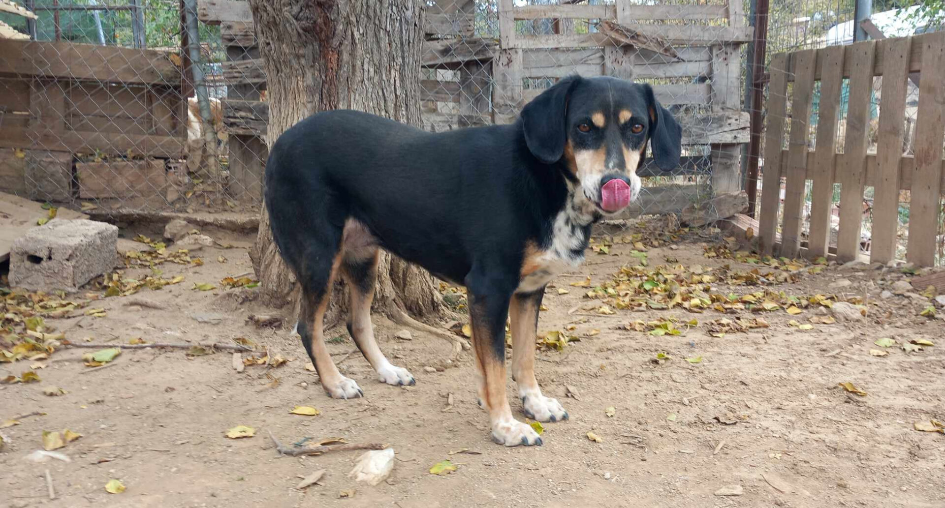 Elpida Zorro Dogsavior Dez24 2