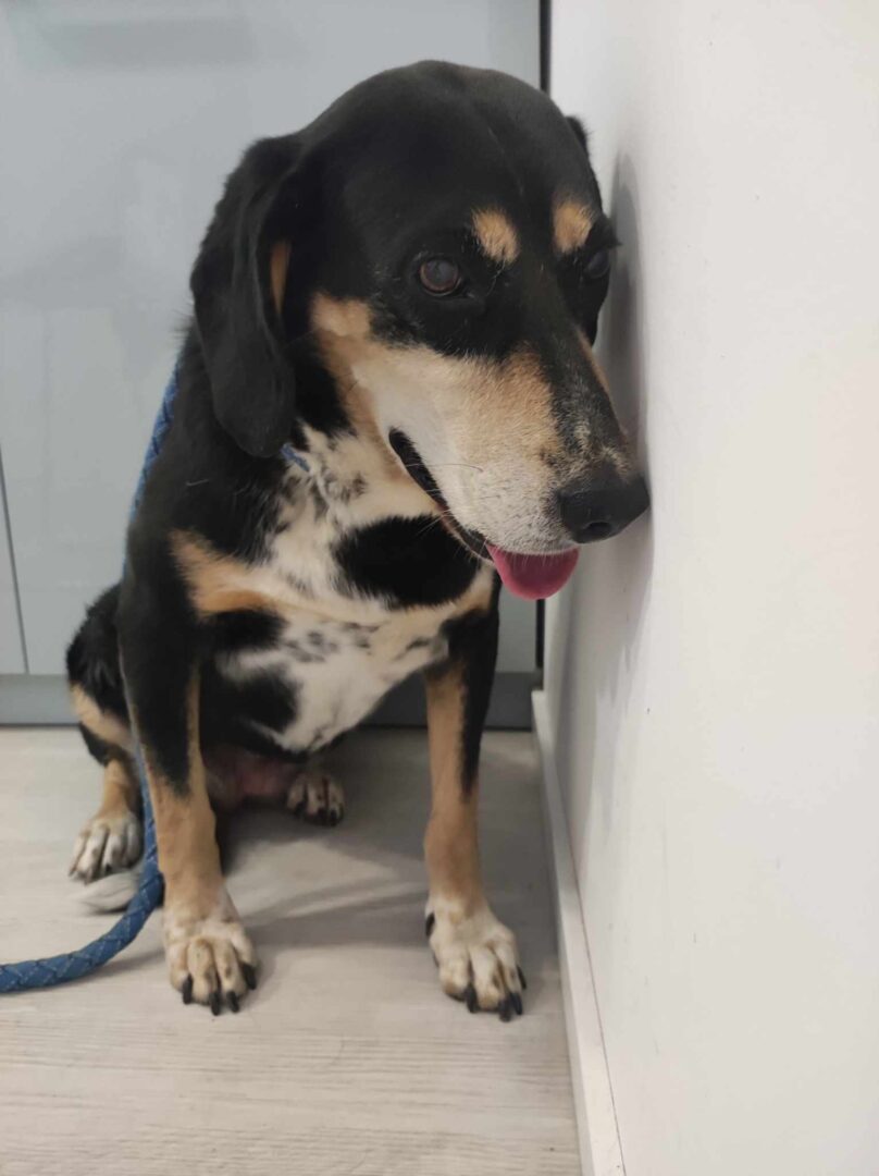 Elpida Zorro Dogsavior Dez24 3