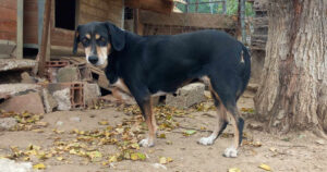 Elpida Zorro Dogsavior Dez24 Social Media