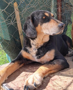 Elpida Zorro Dogsavior Jun25 1