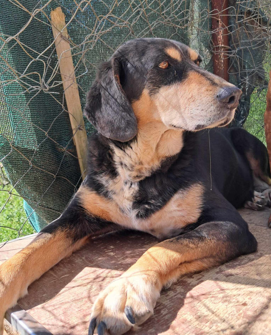 Elpida Zorro Dogsavior Jun25 1
