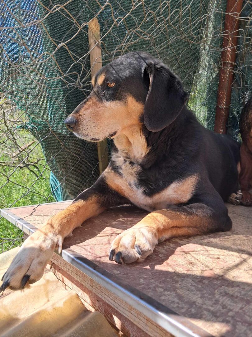 Elpida Zorro Dogsavior Jun25 2