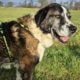 Foivos Zorro Dogsavior Dez24 Beitragsbild