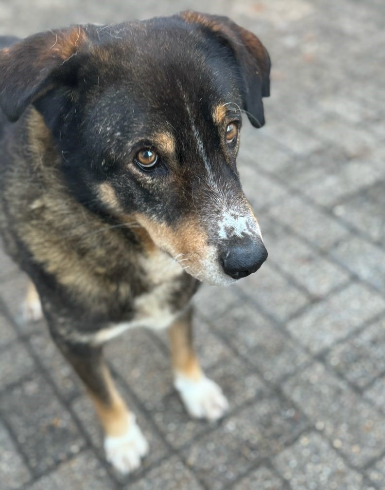 Lampis Zorro Dogsavior Jan25 1