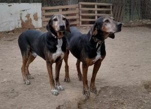 Nio Zorro Dogsavior Dez24 1