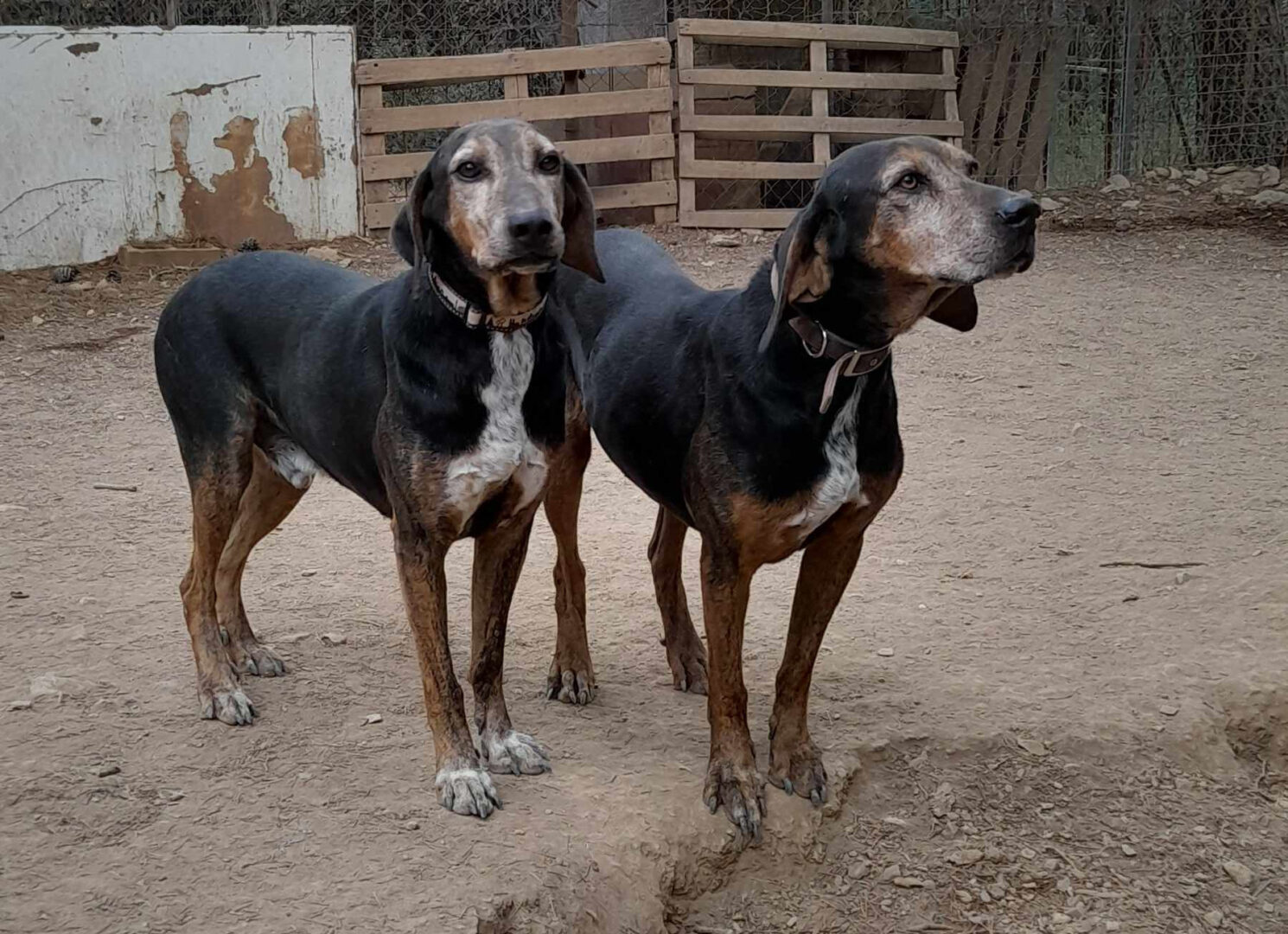 Nio Zorro Dogsavior Dez24 1