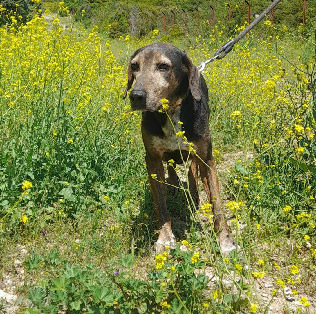 Nio Zorro Dogsavior Mai25 1