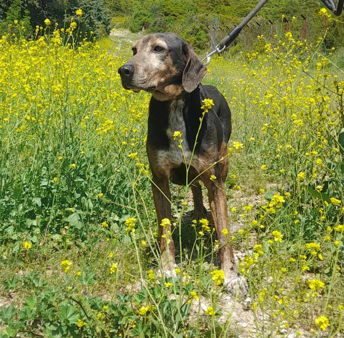 Nio Zorro Dogsavior Mai25 2