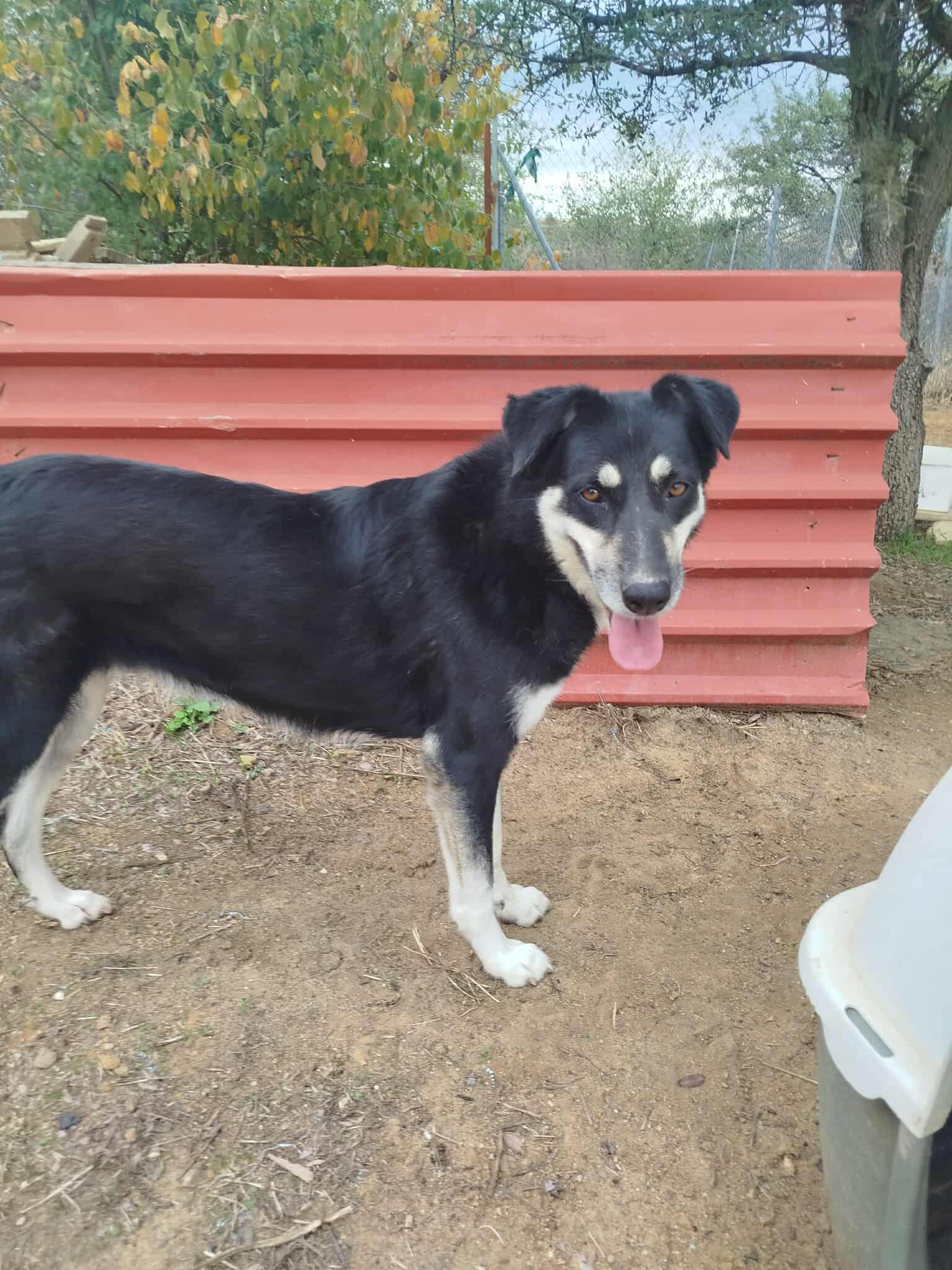 Tequila Zorro Dogsavior Okt25 1