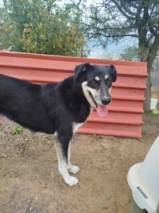 Tequila Zorro Dogsavior Okt25 2