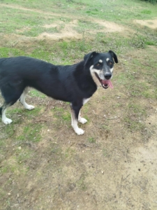 Tequila Zorro Dogsavior Okt25 3