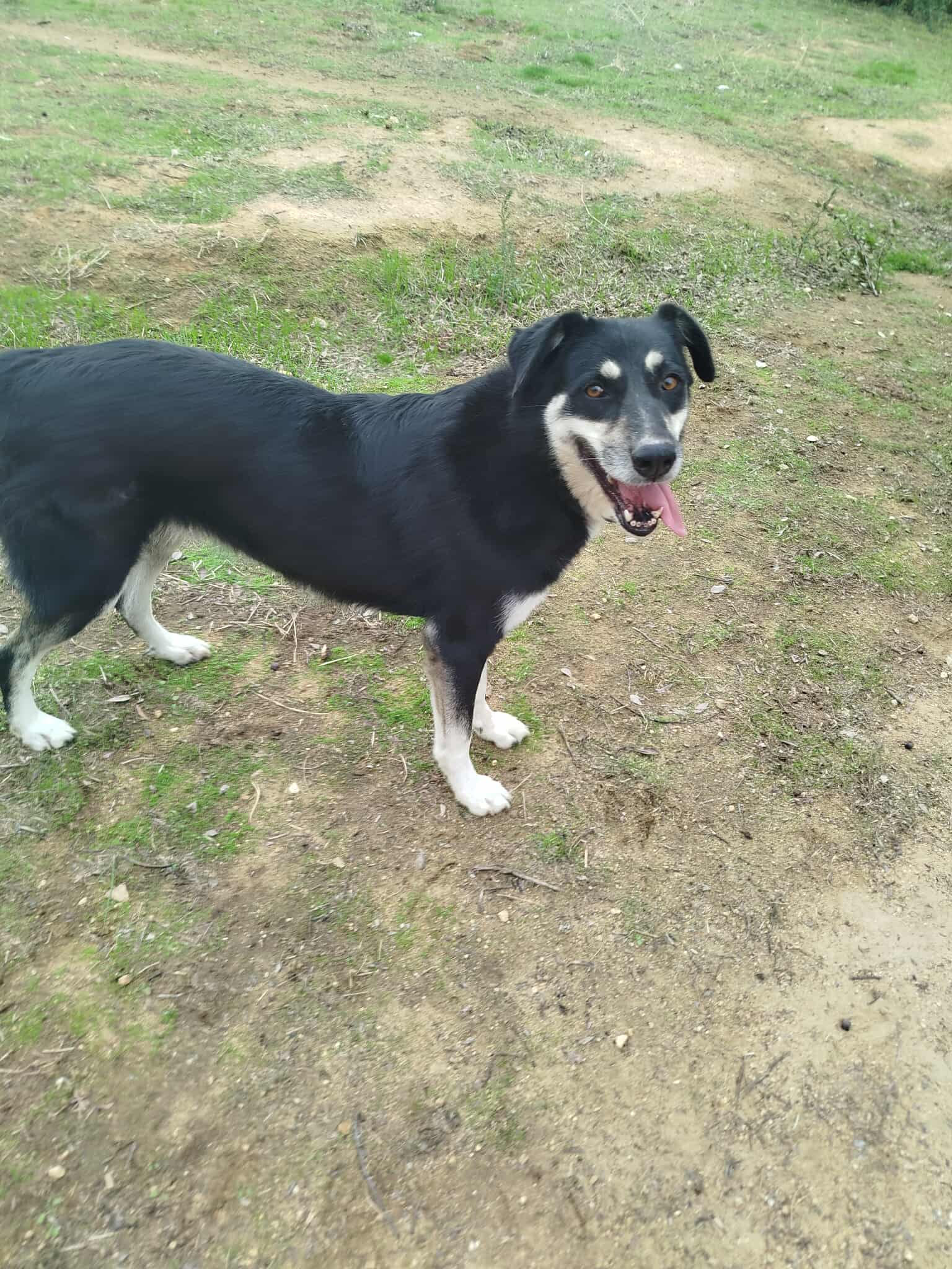 Tequila Zorro Dogsavior Okt25 3