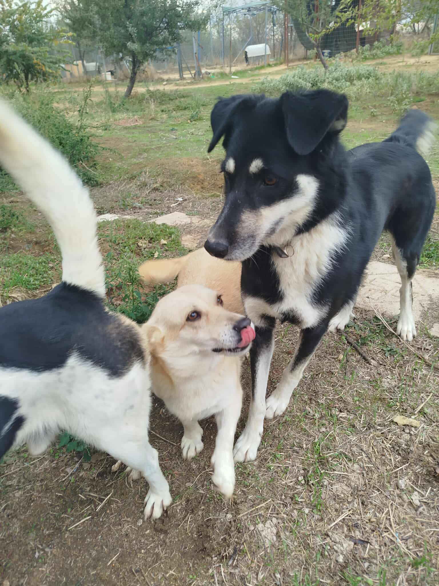 Tequila Zorro Dogsavior Okt25 4