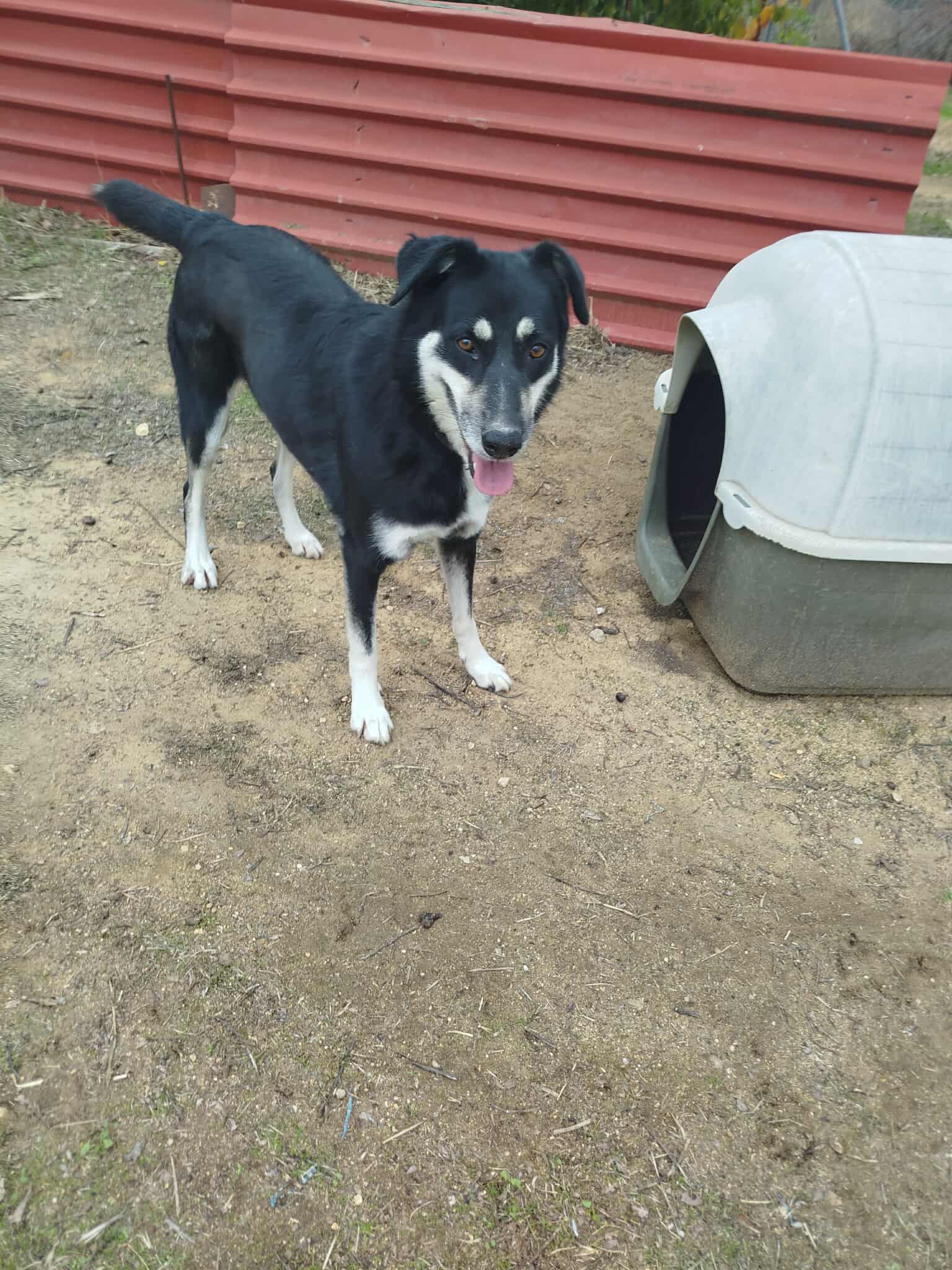 Tequila Zorro Dogsavior Okt25 5