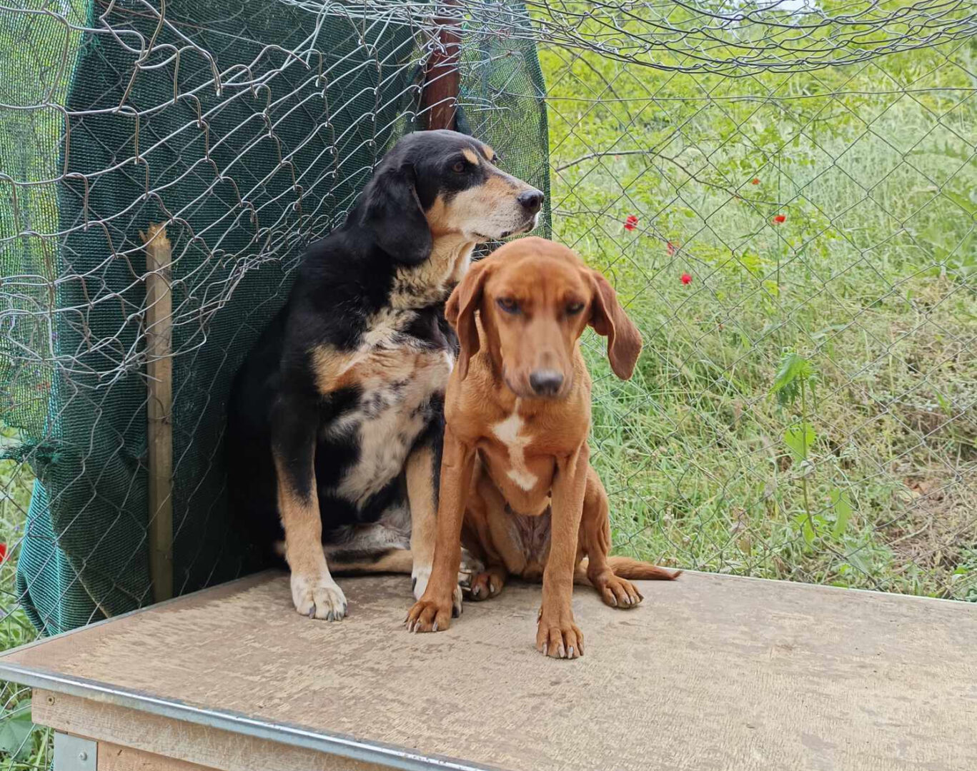 Zwei Tiere auf Holzboden vor grünem Zaun und Gitter im Freien.