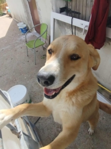 Renia Zorro Dogsavior Okt25 1