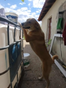 Renia Zorro Dogsavior Okt25 3