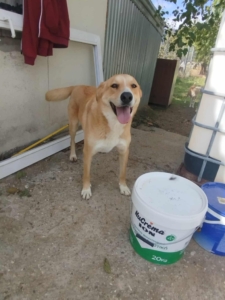 Renia Zorro Dogsavior Okt25 4