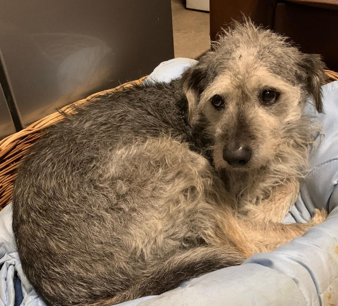 Smarty Grey Zorro Dogsavior Feb25 2