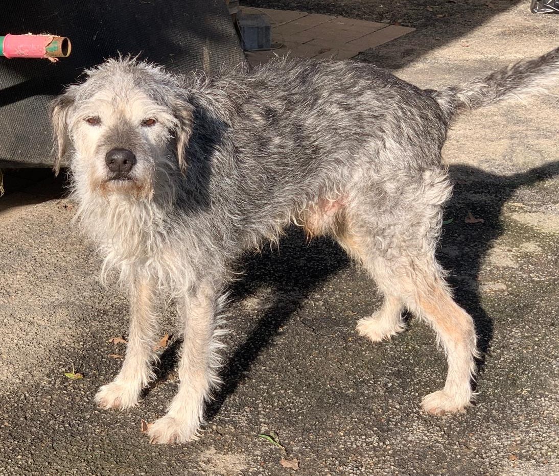 Smarty Grey Zorro Dogsavior Feb25 3