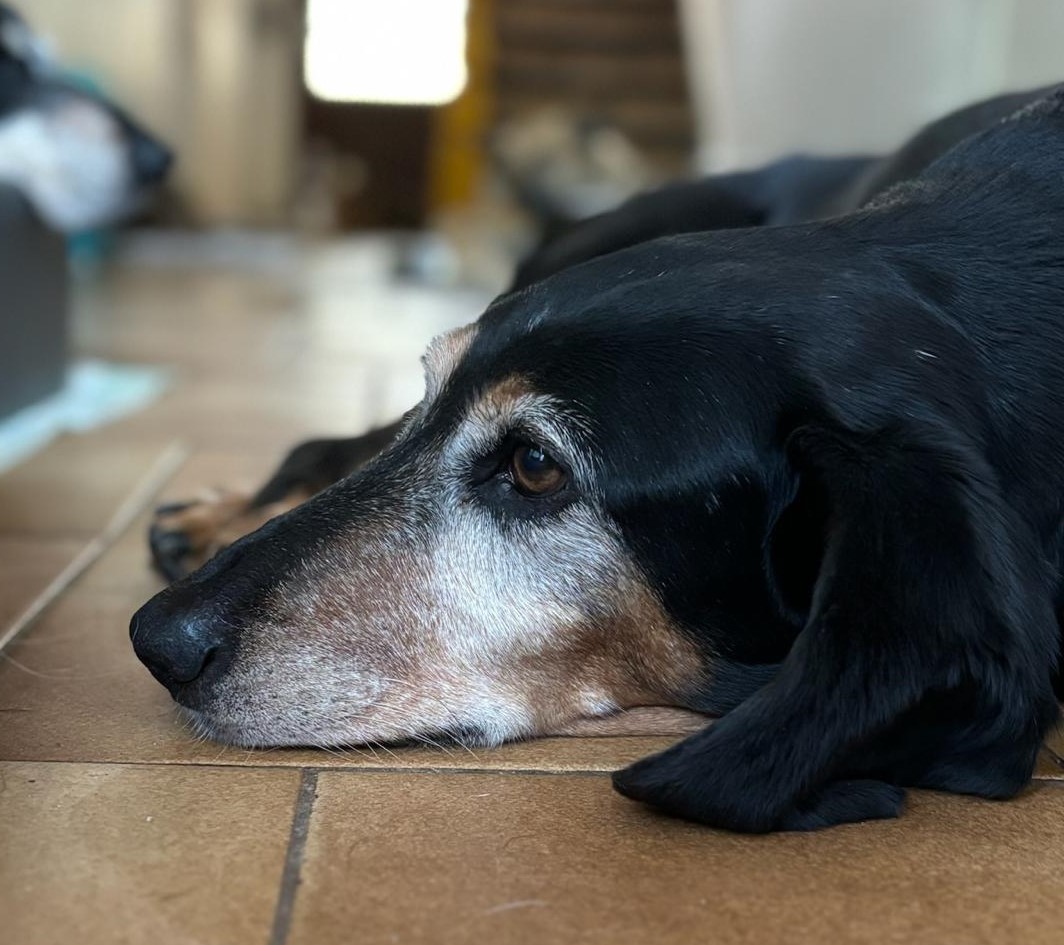 Valentina Zorro Dogsavior Jan25 2